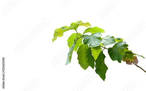 Isolated teak or tectona grandis branch and leaves.