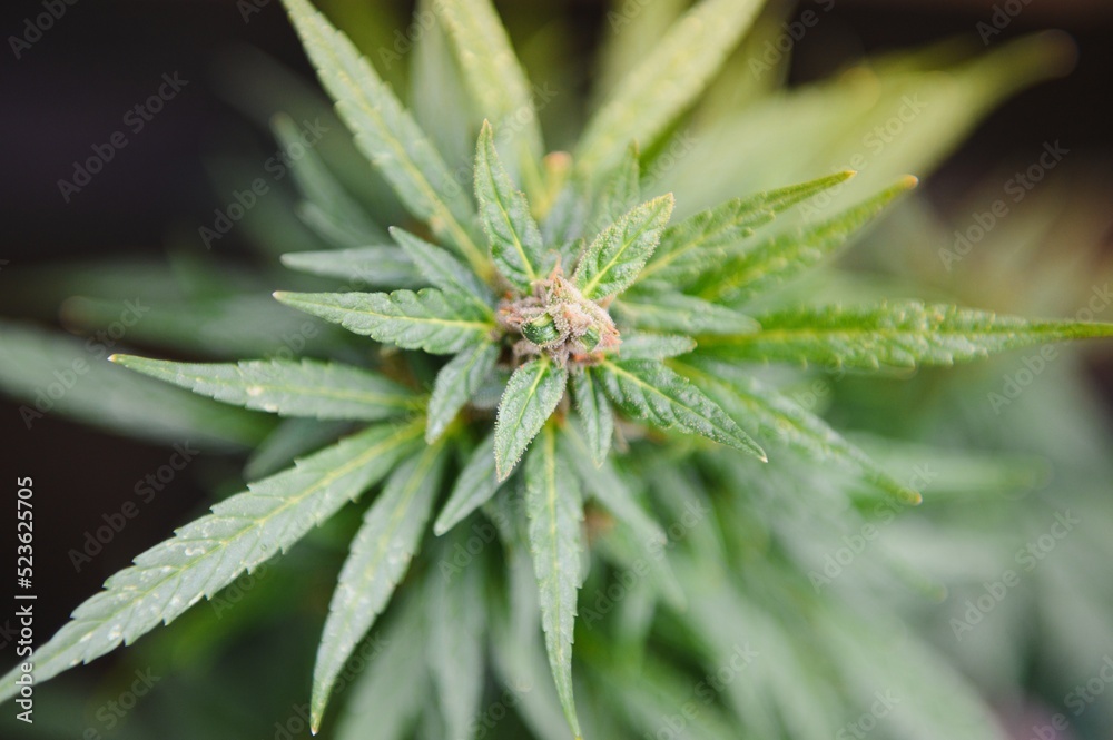 cannabis (marijuana) plant. growing marijuana at home for medical purposes cannabis (marijuana) plant. growing marijuana at home for medical purposes