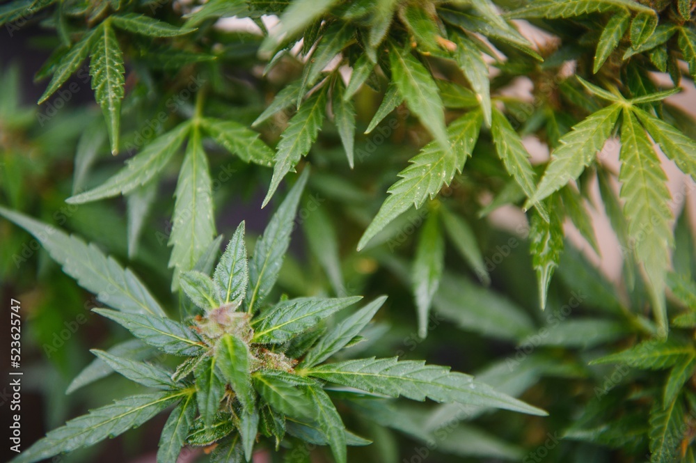 Background Canopy of Budding Indoor Marijuana Plants. Background Canopy of Budding Indoor Marijuana Plants.