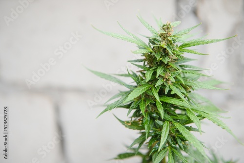 Abstract, soft focus using macro lens. Intense detail of flowering cannabis plant. Medical hemp growing on organic farm. Outdoor, natural lighting. Beautiful trichomes on cannabis plant. Healthy hemp
