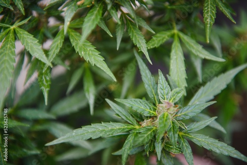 indoor medical cannabis in bloom marijuana plant home.