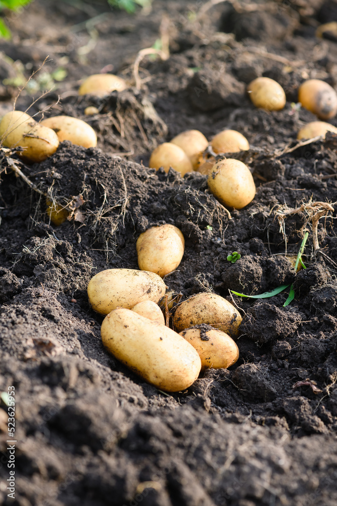 Freshly dug young potatoes in the field on excavated ground in sunny day. Freshly dug young potatoes in the field on excavated ground in sunny day.