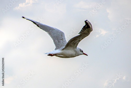 A large seagull flaps its wings and flies in the clouds