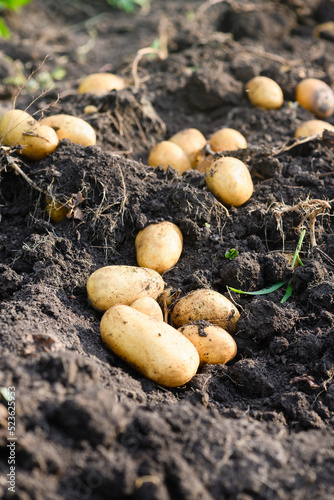 Freshly dug young potatoes in the field on excavated ground in sunny day.