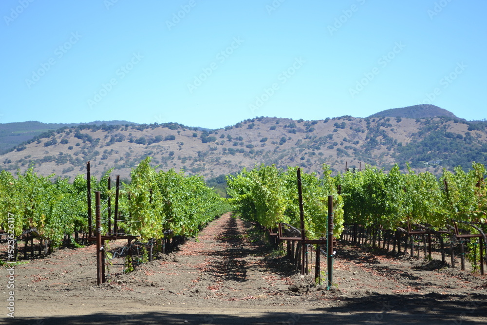 vineyard in california countryside