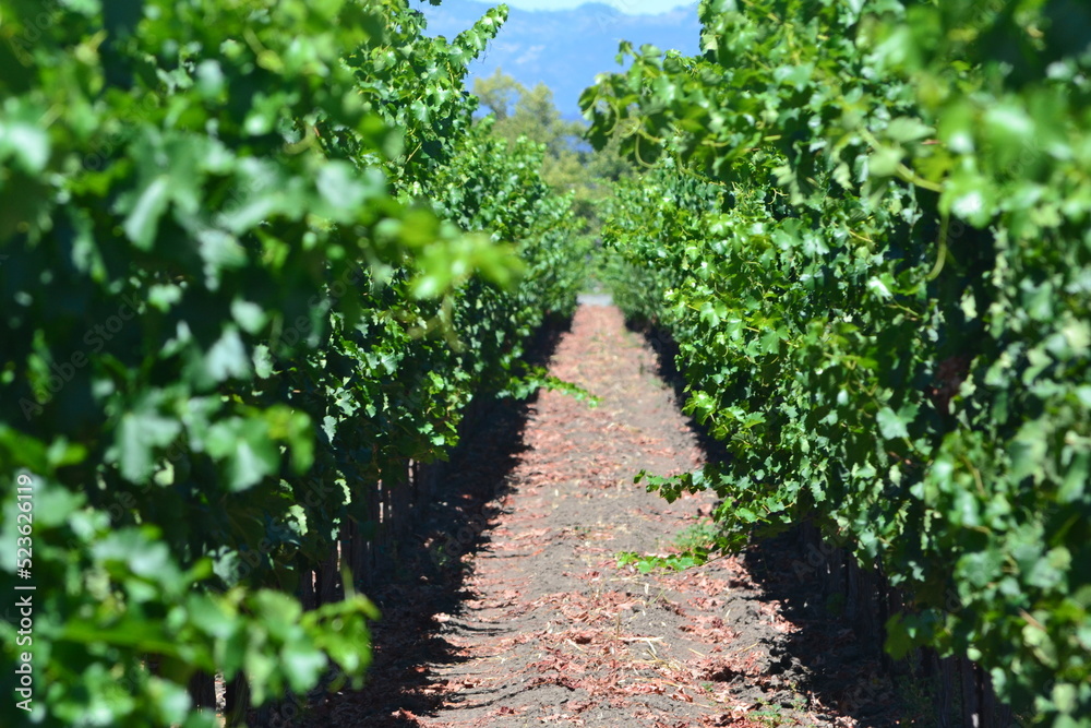 Naklejka premium row of grapes in vineyard