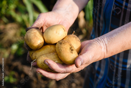Young freshly dug potatoes in female hands.