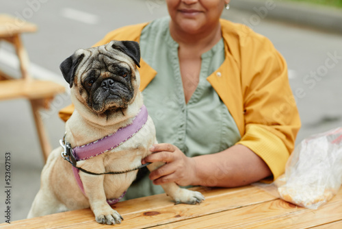 Vibrant close up portrait of cute pug dog in outdoor cafe with senior owner, copy space