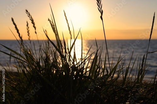 D  nen mit Strandhafer bei Sonnenuntergang und unscharfem Hintergrund