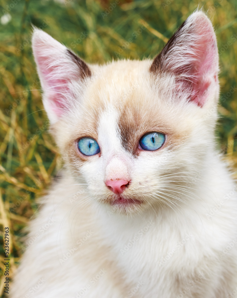blue-eyed kitten
