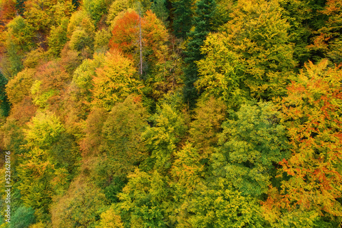 Aerial drone view over autumn forest. Colorful trees in the wood. Autumn forest aerial drone view. Autumn background, aerial drone view of beautiful forest landscape with autumn trees from above. © Ryzhkov Oleksandr