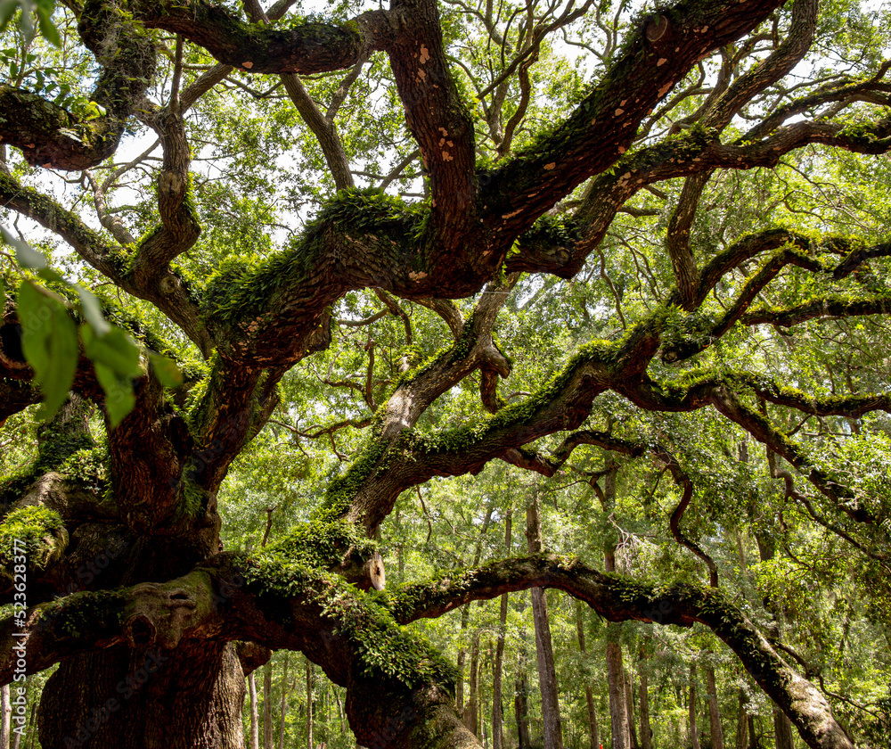 Fototapeta premium Spanish Moss