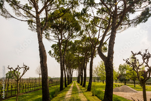 Path between two rows of trees at Meolo Town  Veneto  Italy