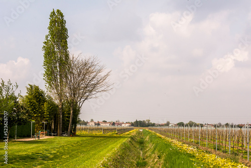 Trees in the field with cloudy sky near Meolo Town, Veneto, Italy