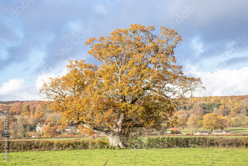 Autumn oak tree in a meadow.