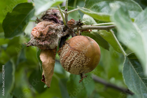 Fototapeta Naklejka Na Ścianę i Meble -  Selective focus. Apple moniliosis. The apples rot on the tree. Fruit rot of the apple tree. Diseases of fruit trees.