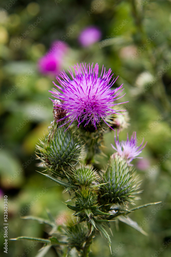 The Common thistle in a meadow in late summer The Common thistle in a meadow in late summer
