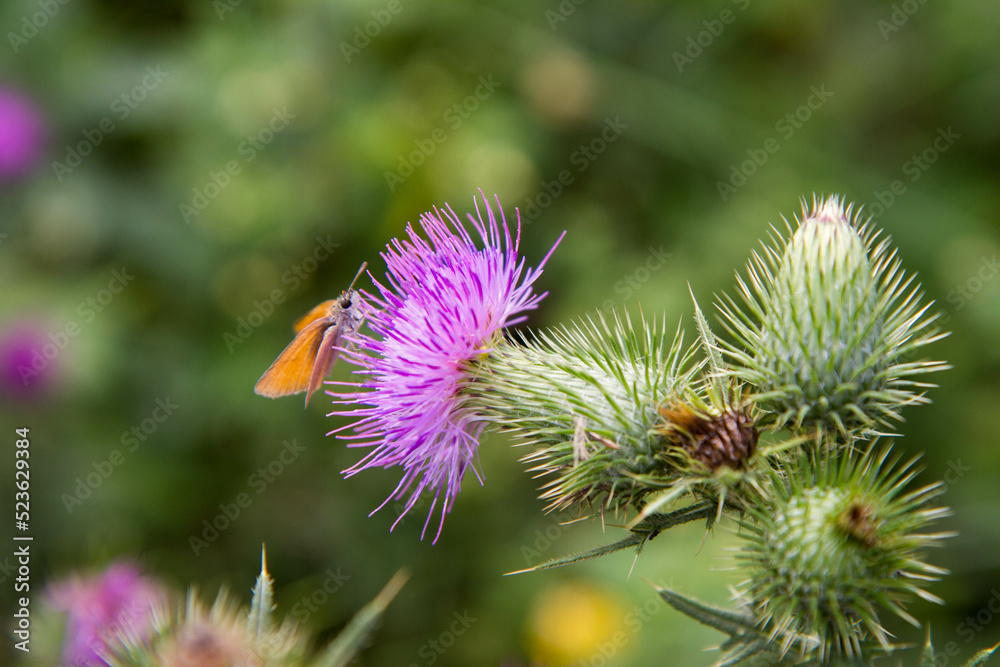 Skipper butterfly on a thistle flower Skipper butterfly on a thistle flower