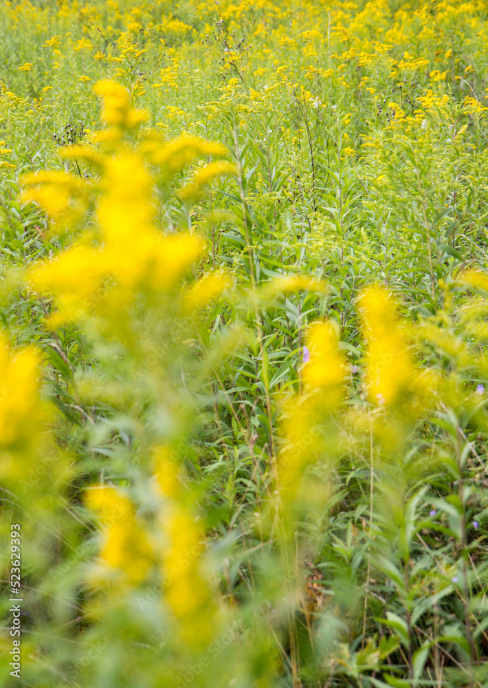 Obraz premium Solidago (goldenrods) plant starting to bloom in a meadow