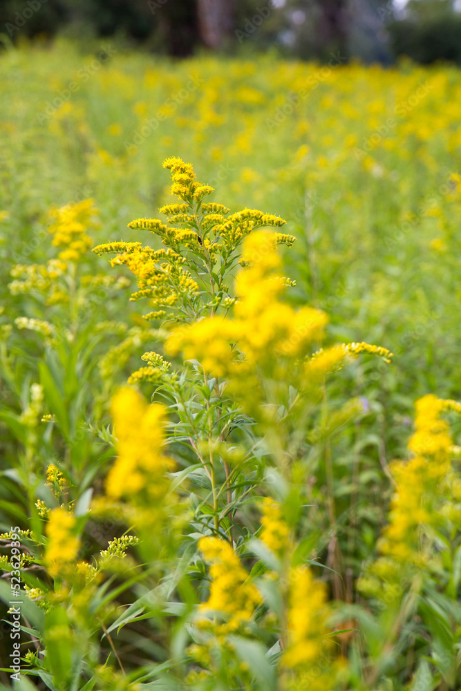 Obraz premium Solidago (goldenrods) plant starting to bloom in a meadow