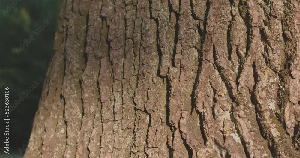 Texture of tree trunk in the forest Close up of texture of an old oak tree bark. shot white slider
Texture of tree trunk in the forest Close up of texture of an old oak tree bark. shot white slider