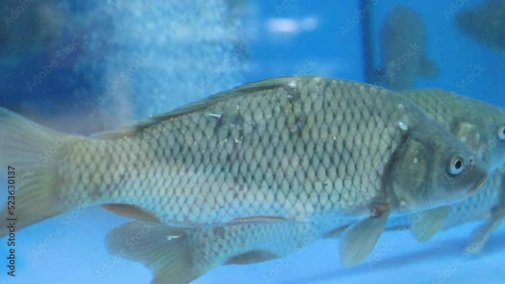 Live fish in the store. Carp in the store. Injured fish in the aquarium. Live fish in the store. Carp in the store. Injured fish in the aquarium.
