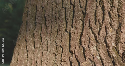 Texture of tree trunk in the forest Close up of texture of an old oak tree bark. shot white slider
