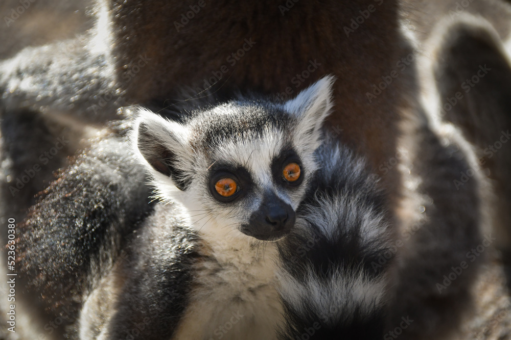 Fototapeta premium Lemur Kata is eating some grass whitch he found on the floor.