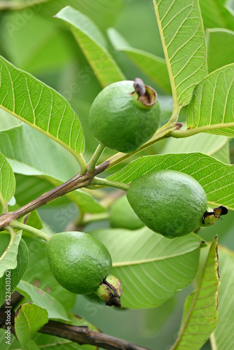closeup the bunch ripe green guava fruit growing with leaves and branch in the farm soft focus natural green brown background.