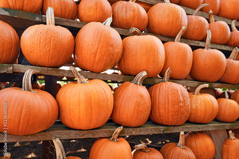 Many large Halloween 'Ghostride' pumpkins on shelves Many large Halloween 'Ghostride' pumpkins on shelves