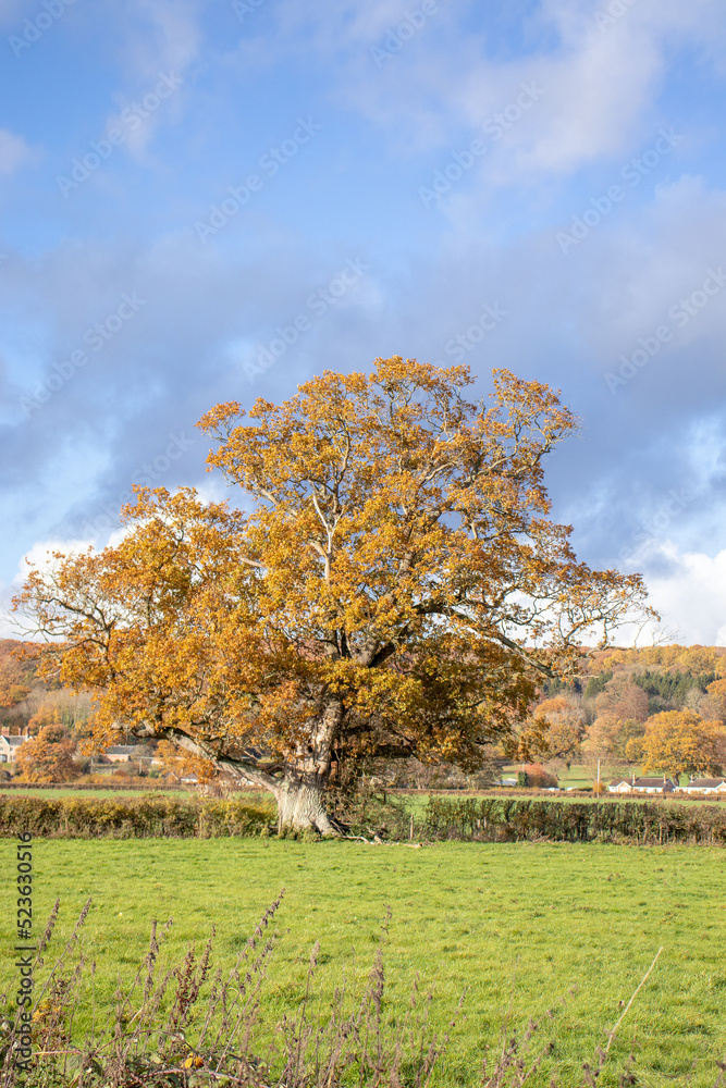 Autumn oak tree in a meadow.