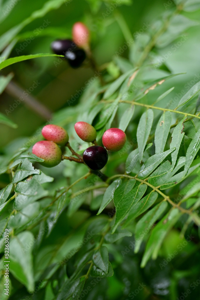 closeup the bunch black red curry tree fruit with leaves and plant in the forest soft focus natural green brown background.