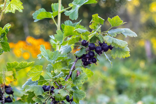 yoshta branch with ripe berries