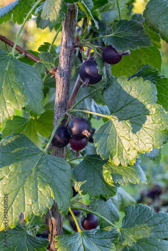 yoshta branch with ripe berries