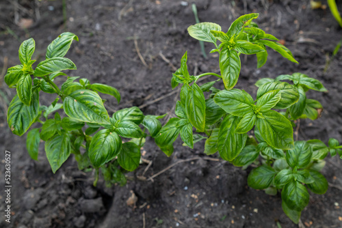 a basil bush in the garden