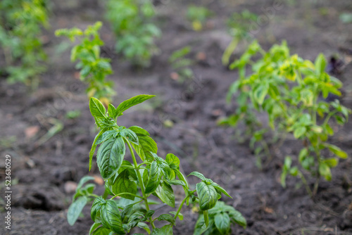 basil plants in the garden