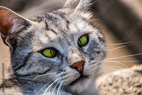 Black-gray cat with slanting green eyes