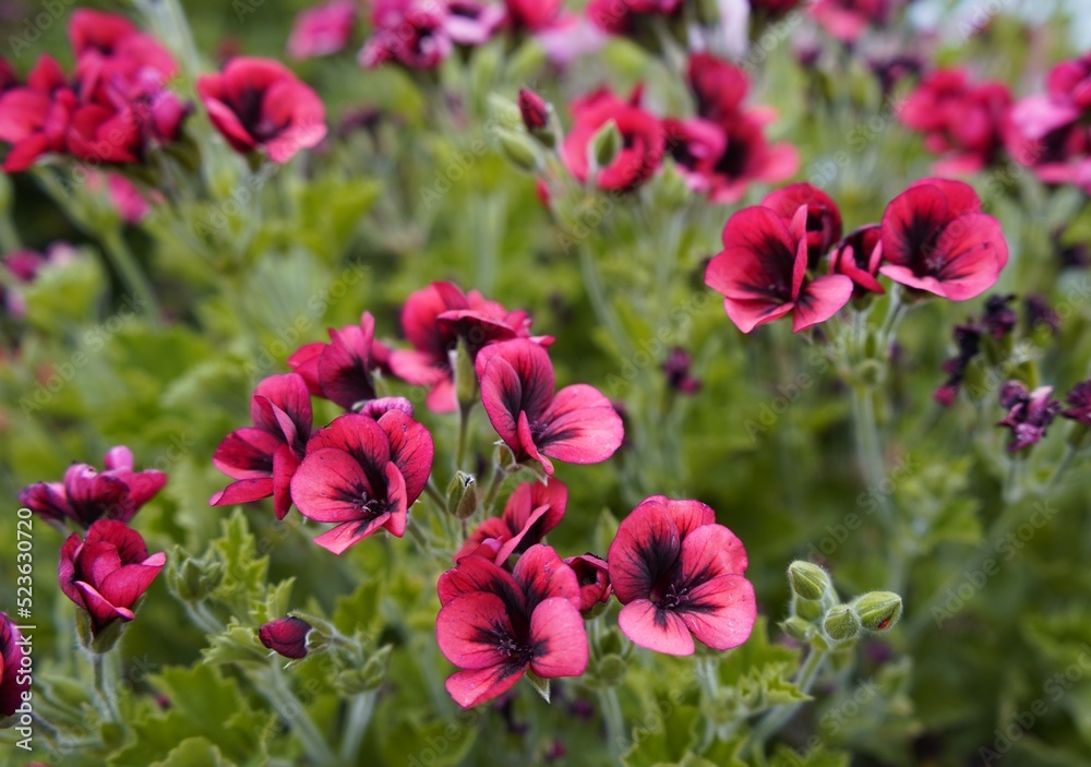 Geranium 'Voodoo' Pelargonium hyb. Geraniaceae family. Geranium 'Voodoo' Pelargonium hyb. Geraniaceae family.