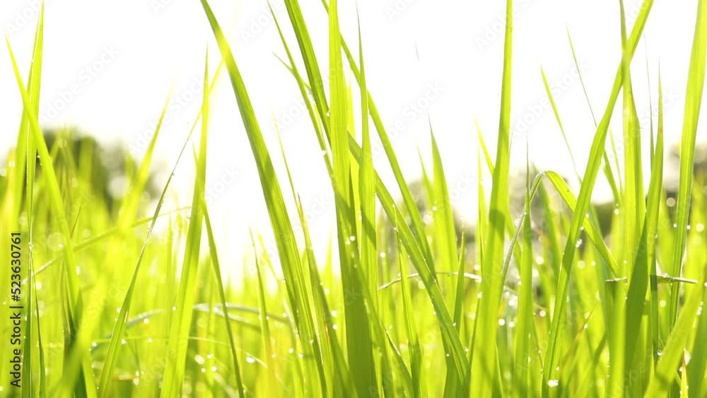 Rice field with a lot of dew cover in the morning. Growing and harvest in Thailand. Healthy food ingredient. Slow motion. Rice field with a lot of dew cover in the morning. Growing and harvest in Thailand. Healthy food ingredient. Slow motion.