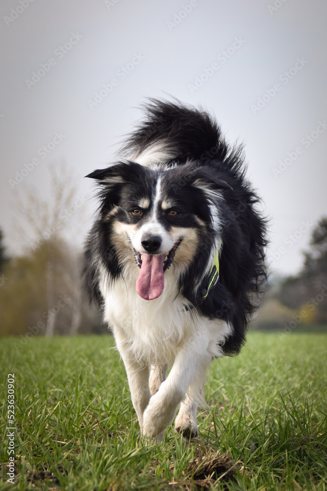 Border collie is running on the field. He is so funny outside.
