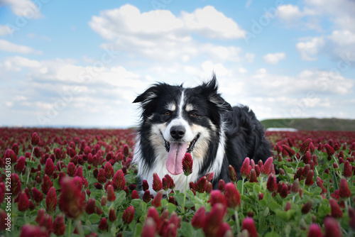 Border collie is standing in crimson clover. He has so funny face he is smilling