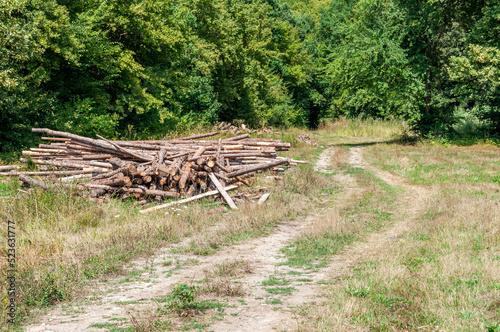Fototapeta Naklejka Na Ścianę i Meble -  Logs from the trunks on dry grass in the forest near a dirt road