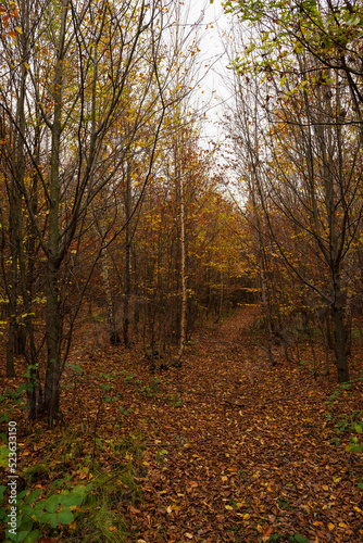 Forest path covered with fallen leaves among the trees