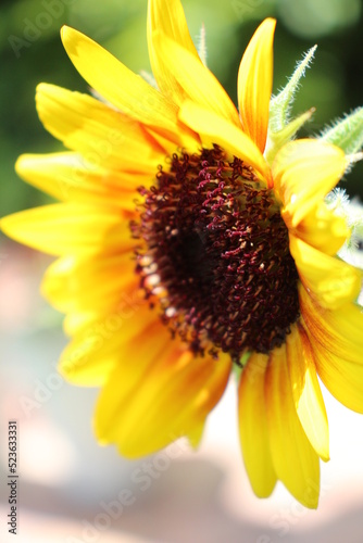 A closer look into a sunflower