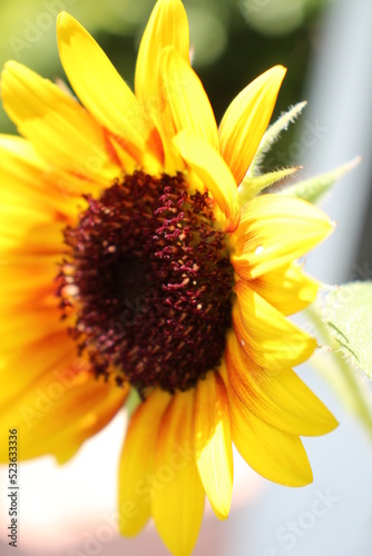 A closer look into a sunflower