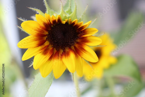 A look at a baby sunflower