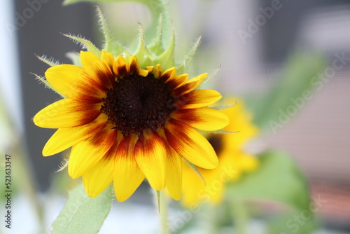 A look at a baby sunflower