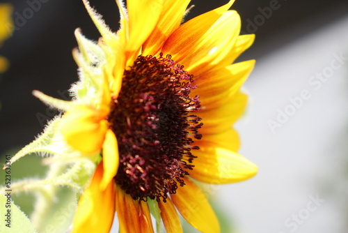 A closer look at sunflower