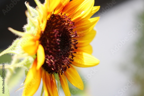 A closer look at sunflower
