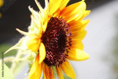 A closer look at sunflower
